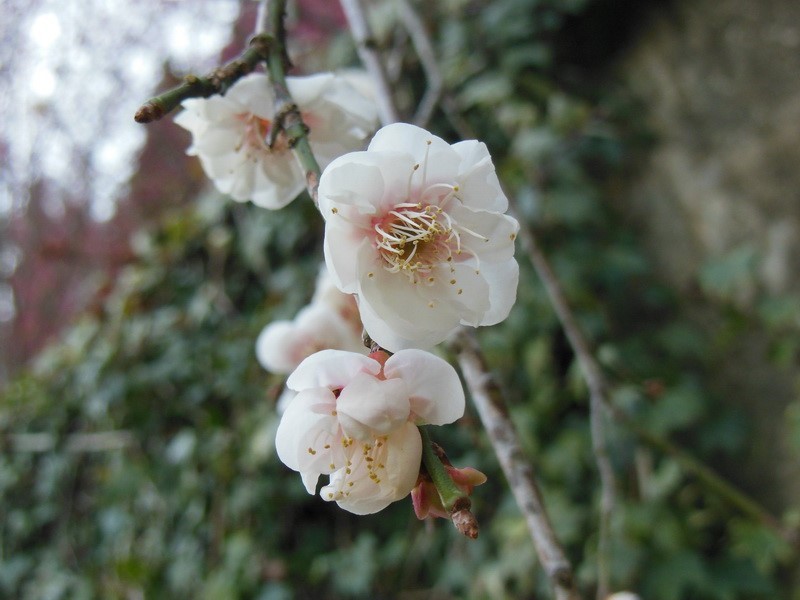 Images/pt13-23.jpg