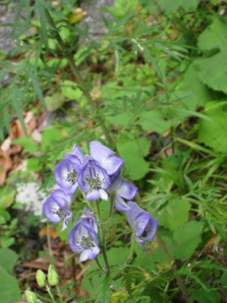 Images/pt7-38.jpg