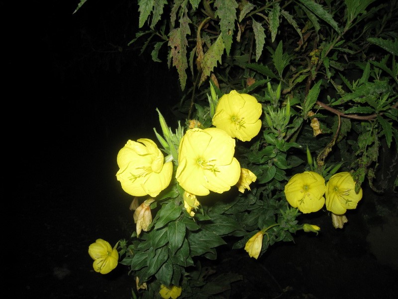 Images/pt8_18.jpg
